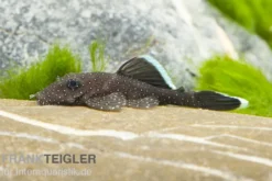 Blauer Antennenwels (echter), Ancistrus dolichopterus L183, 4-6 cm