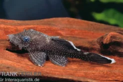 Blauer Antennenwels (echter), Ancistrus dolichopterus L183, 4-6 cm