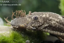 Blauer Antennenwels (echter), Ancistrus dolichopterus L183, 4-6 cm