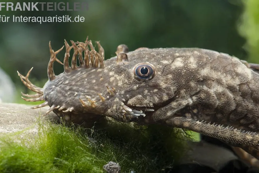 Blauer Antennenwels (echter), Ancistrus dolichopterus L183, 4-6 cm