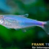 Blauer Borki-Salmler, Knodus borki