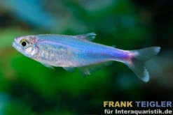 Blauer Borki-Salmler, Knodus borki