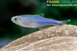 Blauer Borki-Salmler, Knodus borki