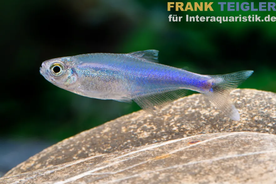 Blauer Borki-Salmler, Knodus borki
