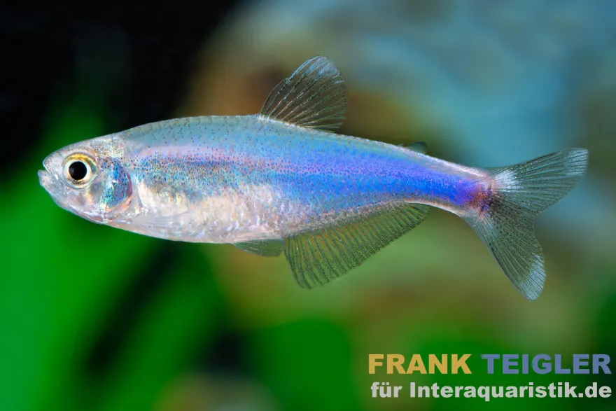 Blauer Borki-Salmler, Knodus borki