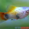 Blauer Butterfly-Platy, Xiphophorus maculatus