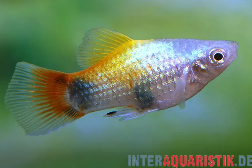 Blauer Butterfly-Platy, Xiphophorus maculatus