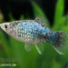 Blauer Calico Platy, Xiphophorus maculatus
