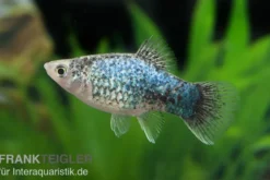 Blauer Calico Platy, Xiphophorus maculatus