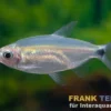 Blauer Diamantsalmler, Alestopetersius smykalai