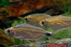 Blauer Diamantsalmler, Alestopetersius smykalai