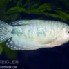 Blauer Fadenfisch, Trichogaster trichopterus, DNZ