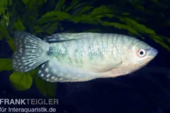 Blauer Fadenfisch, Trichogaster trichopterus, DNZ