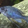 Blauer Fadenmaulbrüter, Ophthalmotilapia ventralis