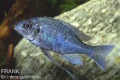 Blauer Fadenmaulbrüter, Ophthalmotilapia ventralis