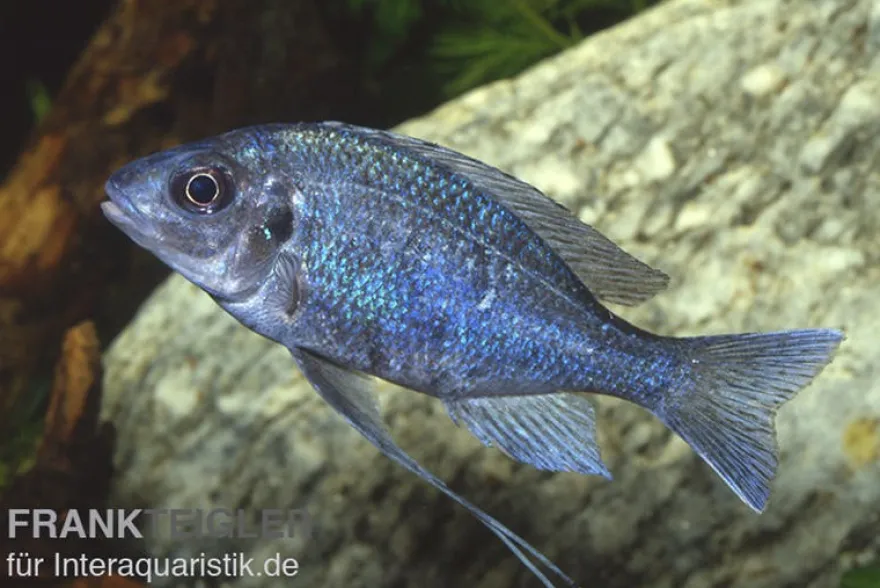 Blauer Fadenmaulbrüter, Ophthalmotilapia ventralis