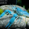 Blauer Floridakrebs, Procambarus alleni - Zufällig