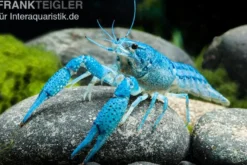 Blauer Floridakrebs, Procambarus alleni - Zufällig