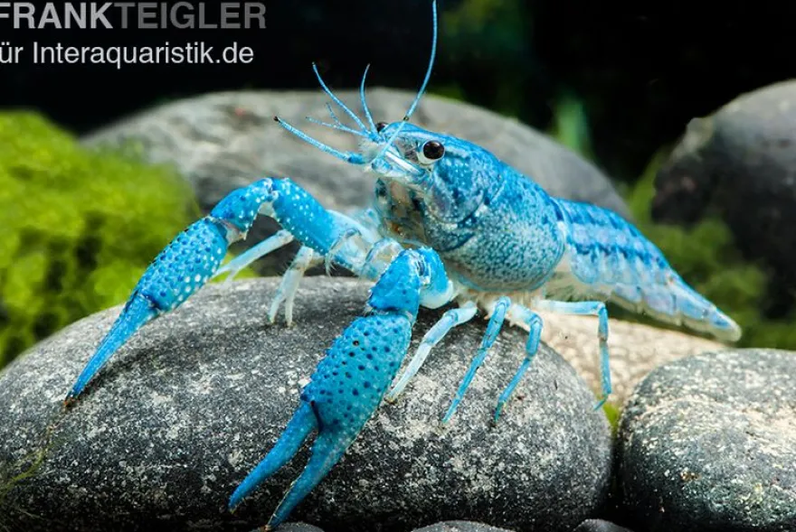 Blauer Floridakrebs, Procambarus alleni - Zufällig