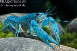 Blauer Floridakrebs, Procambarus alleni - Zufällig