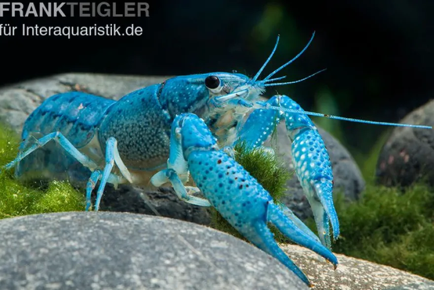 Blauer Floridakrebs, Procambarus alleni - Zufällig