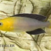 Blauer Heringscichlide, Cyprichromis leptosoma "Tricolor", DNZ