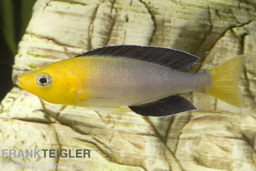 Blauer Heringscichlide, Cyprichromis leptosoma "Tricolor", DNZ