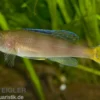 Blauer Heringscichlide, Cyprichromis leptosoma "Utinta", DNZ