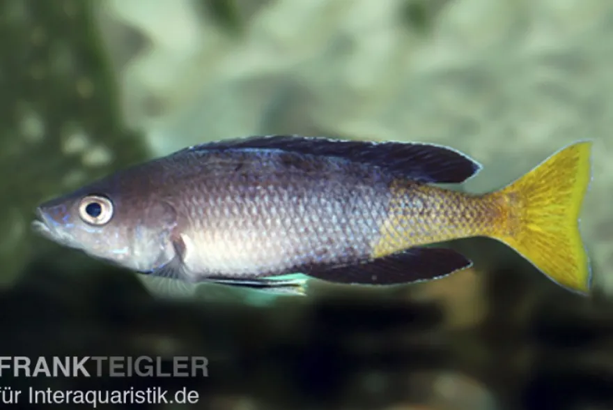 Blauer Heringscichlide, Cyprichromis leptosoma "Mpulungu", DNZ