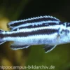 Blauer Johanni, Melanochromis maingano, DNZ