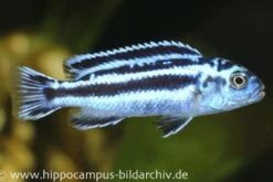 Blauer Johanni, Melanochromis maingano, DNZ