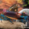 Blauer Kambuayakrebs, Cherax spec. Kambuaya Creek Blue Claw - Zufällig