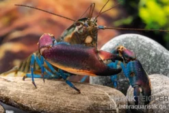 Blauer Kambuayakrebs, Cherax spec. Kambuaya Creek Blue Claw - Zufällig