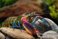 Blauer Kambuayakrebs, Cherax spec. Kambuaya Creek Blue Claw - Zufällig