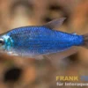 Blauer Königssalmler, Inpaichthys kerri Super blue