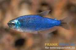 Blauer Königssalmler, Inpaichthys kerri Super blue