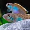 Blauer Kongocichlide, Nanochromis parilus