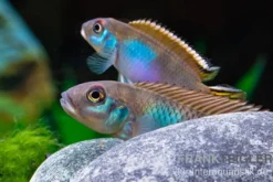 Blauer Kongocichlide, Nanochromis parilus
