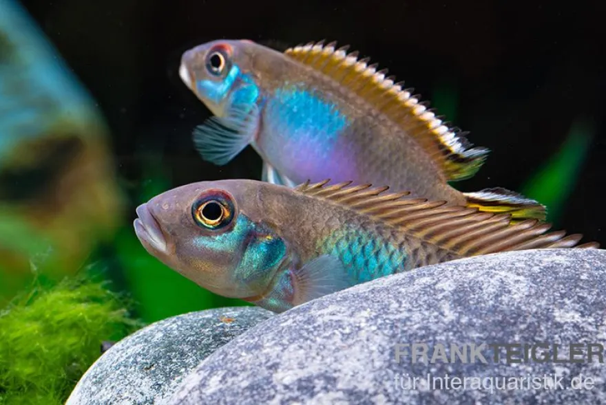 Blauer Kongocichlide, Nanochromis parilus