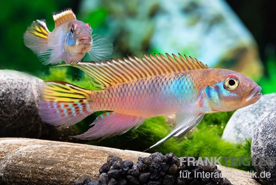 Blauer Kongocichlide, Nanochromis parilus