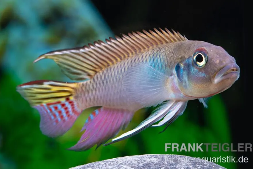 Blauer Kongocichlide, Nanochromis parilus