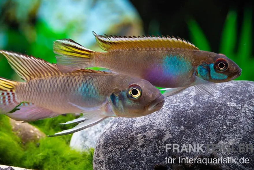 Blauer Kongocichlide, Nanochromis parilus