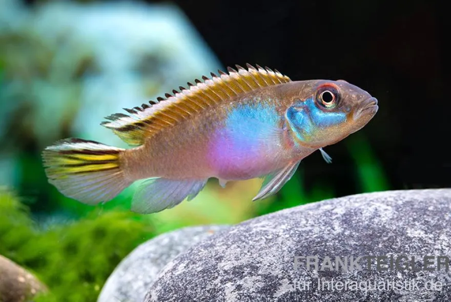 Blauer Kongocichlide, Nanochromis parilus