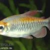 Blauer Kongosalmler, Phenacogrammus interruptus