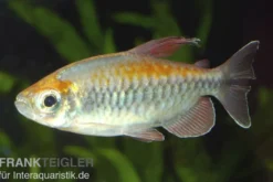 Blauer Kongosalmler, Phenacogrammus interruptus