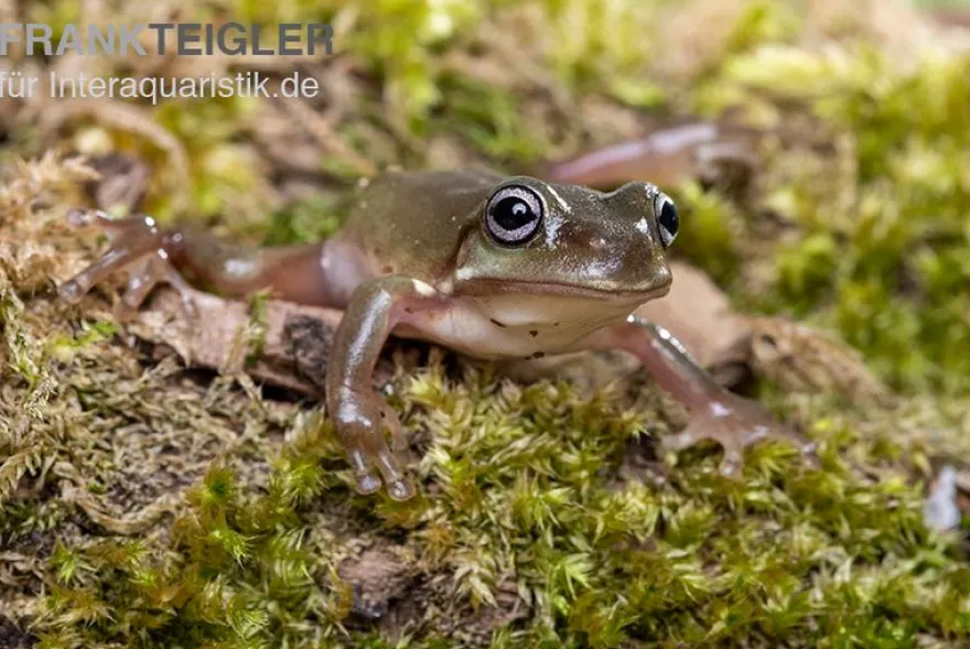 Blauer Korallenfinger-Laubfrosch, Litoria caerulea