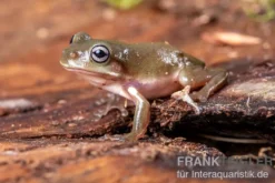 Blauer Korallenfinger-Laubfrosch, Litoria caerulea