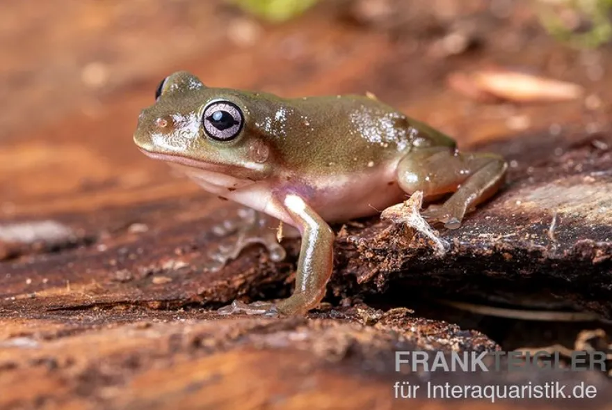 Blauer Korallenfinger-Laubfrosch, Litoria caerulea
