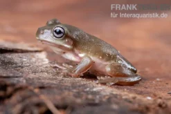 Blauer Korallenfinger-Laubfrosch, Litoria caerulea