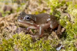Blauer Korallenfinger-Laubfrosch, Litoria caerulea